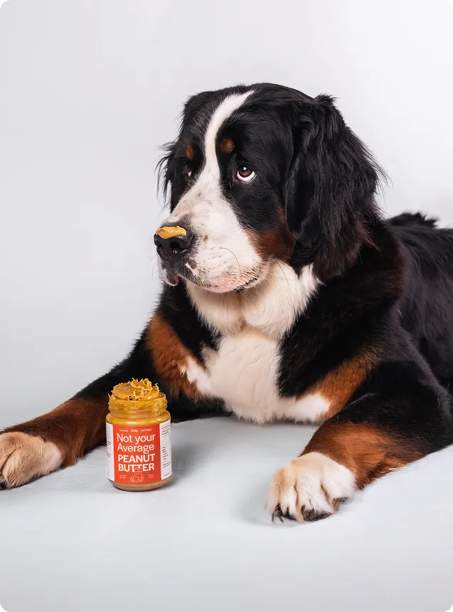 Bernese mountain dog beside a jar of dog-safe peanut butter